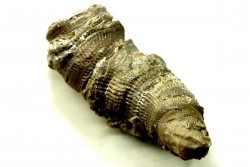 Ketophyllum sp. - Silurian - Gotland, Schweden