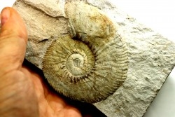 Neocomites neocomiensiformis - Valanginian - Herault - France