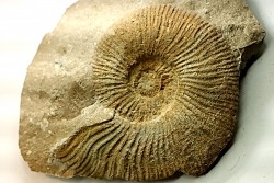 Berriasella calisto - Berriasian - Gard - France