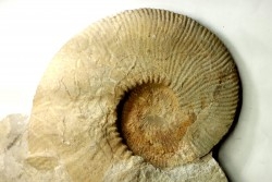 Fauriella boissieri - Berriasien - Gard - France