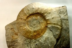 Malbosiceras paramimounum - Berriasian - Gard - France