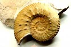 Mazenoticeras malbosiforme - Berriasian - Gard - France