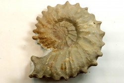 Neocosmoceras sayni - Berriasian - Gard - France