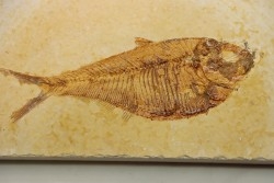 poisson fossile Diplomystus dentatus - USA