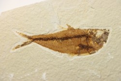 poisson fossile Diplomystus dentatus - USA