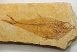 poisson fossile Diplomystus dentatus - USA