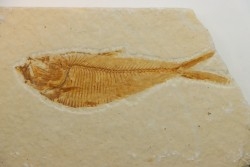 poisson fossile Diplomystus dentatus - USA