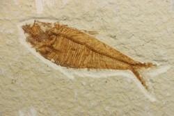 poisson fossile Diplomystus dentatus - USA