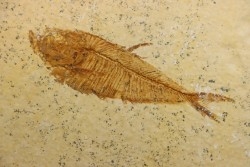 poisson fossile Diplomystus dentatus - USA