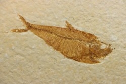 poisson fossile Diplomystus dentatus - USA