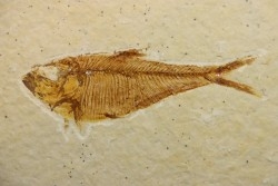 poisson fossile Diplomystus dentatus - USA