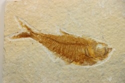 poisson fossile Diplomystus dentatus - USA