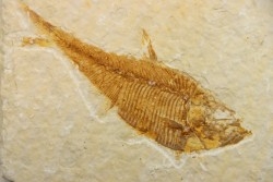 poisson fossile Diplomystus dentatus - USA