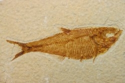 poisson fossile Diplomystus dentatus - USA
