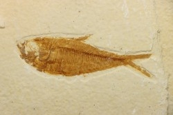 poisson fossile Diplomystus dentatus - USA