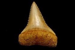 dent fossile du GRAND REQUIN BLANC: Carcharodon carcharias