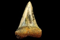 dent fossile du GRAND REQUIN BLANC: Carcharodon carcharias