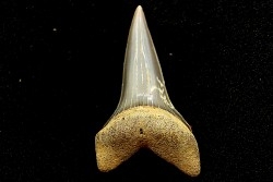 Dent de requin CARCHARODON HASTALIS
