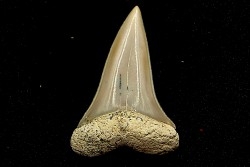 Dent de requin CARCHARODON HASTALIS