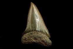 Dent de requin CARCHARODON HASTALIS - Belgique