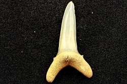 shark  tooth  STRIATOLAMIA LAMIA - Belgium