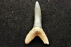 Dent de requin STRIATOLAMIA LAMIA - Belgique