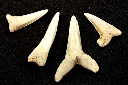 shark  tooth  ISUROLAMNA AFFINIS - Belgium