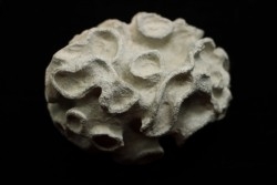 Placoscyphia meandrina - cénomanien  - Cap Blanc Nez