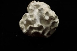 Placoscyphia meandrina - cenomanian - Cap Blanc Nez – france