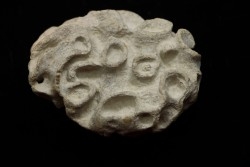 Placoscyphia meandrina - cenomanian - Cap Blanc Nez – france