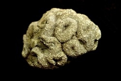 Placoscyphia meandrina - cenomanian - Cap Blanc Nez – france
