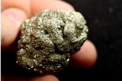 Placoscyphia meandrina (pseudomorphose en pyrite) - cénomanien  - Cap Blanc Nez