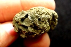 Placoscyphia meandrina (pseudomorphose en pyrite) - cénomanien  - Cap Blanc Nez