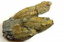 Eodalmanitina destombesi - darriwilian - Britany