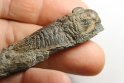 Eodalmanitina destombesi - darriwilian - Britany