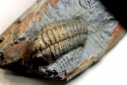 Salterocoryphe Salteri - darriwilian -  Britanny