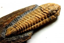 Salterocoryphe Salteri - darriwilian -  Britanny