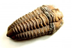 Colpocoryphe Rouaulti - Llandelien -  Britanny