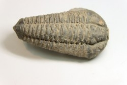 Colpocoryphe Rouaulti - Llandelien -  Britanny