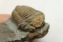 Colpocoryphe Rouaulti - Llandelien -  Britanny