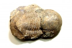 Panderia beaumonti - Llandelien -  Britanny