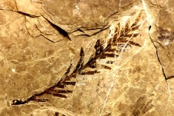 Metasequoia - Eocene - Colombie-Britanique - Canada