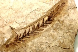 Metasequoia - Eocene - British Colombia - Canada