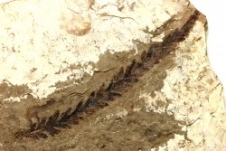Metasequoia - Eocene - Colombie-Britanique - Canada