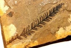 Metasequoia - Eocene - British Colombia - Canada