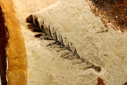 Metasequoia - Eocene - British Colombia - Canada