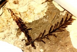 Metasequoia - Eocene - British Colombia - Canada