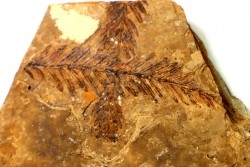 Metasequoia - Eocene - British Colombia - Canada