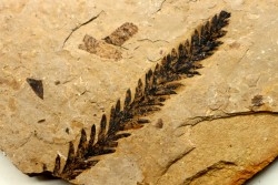 Metasequoia - Eocene - British Colombia - Canada
