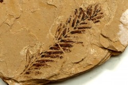 Metasequoia - Eocene - British Colombia - Canada